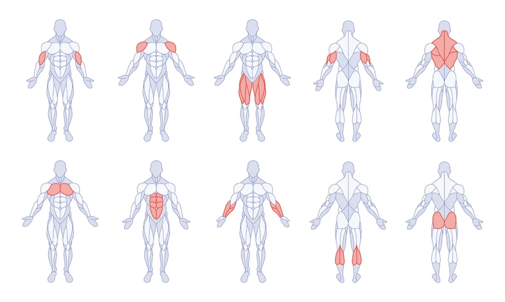 Study of muscle groups and anatomy